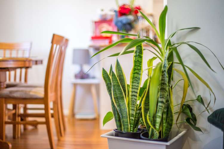 32 Blease Street New Lynn_12