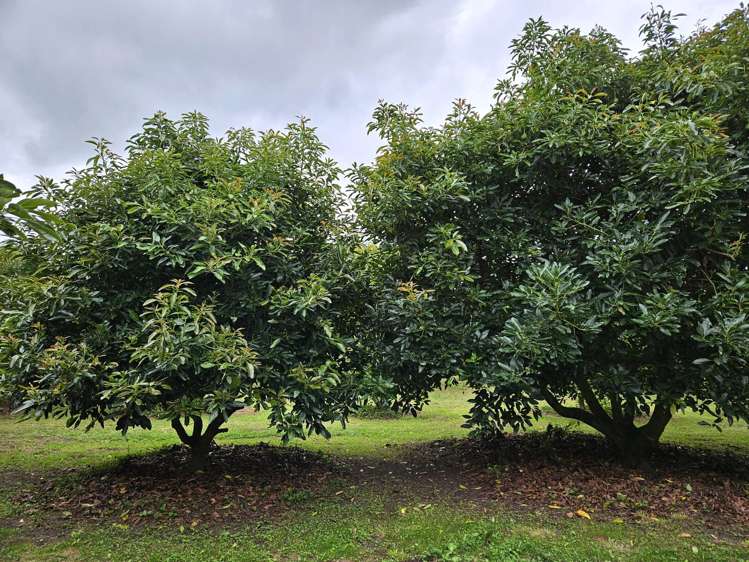 400 Te Matai Road Te Puke_9
