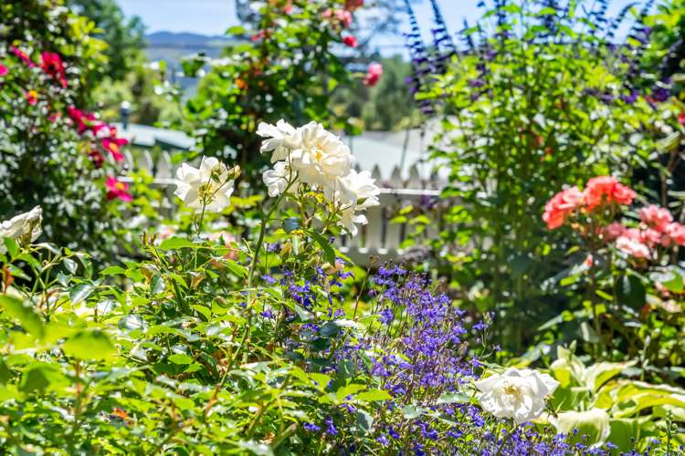 58 Jocelyn Crescent Pinehaven_5