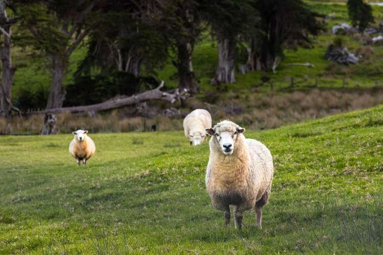 39 Phillips Road Warkworth_17