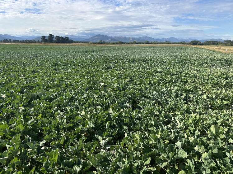 1000 Mossburn Lumsden Highway Mossburn_10