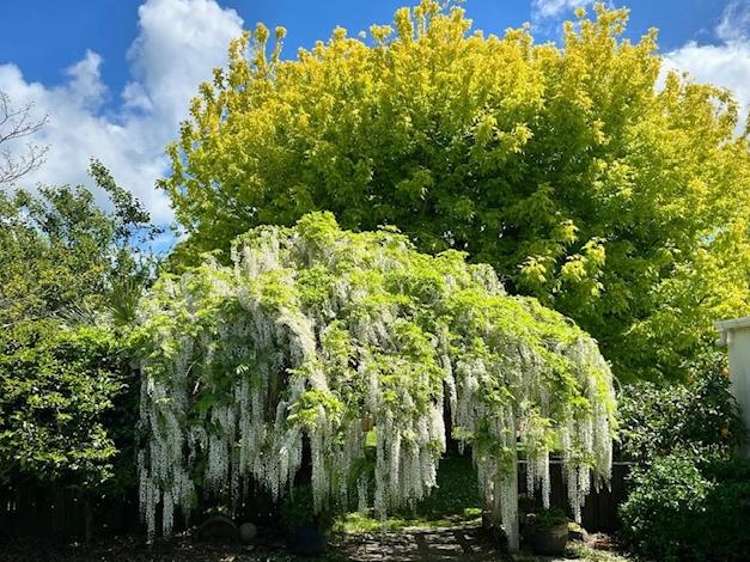 379 Thames Street Morrinsville_18