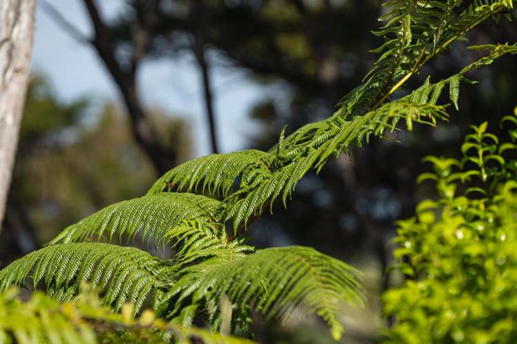 Lot 3 Kapawiti Road Mangawhai_11