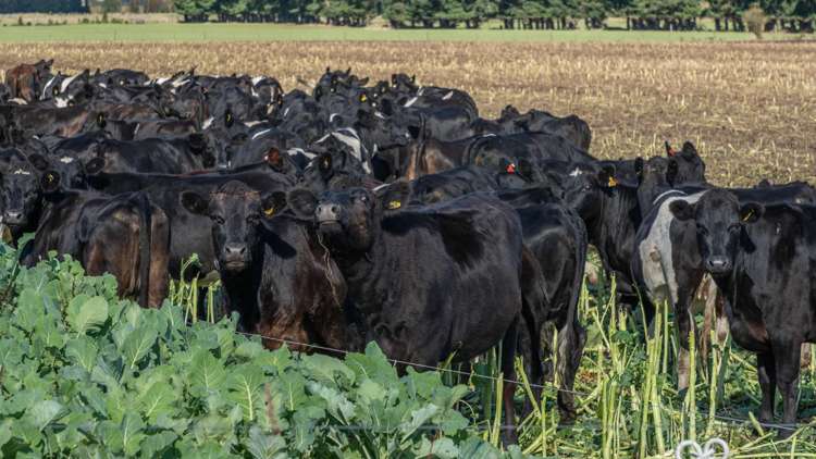 375 Stonyflat Road Loburn_24