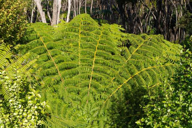 Lots 1-3 Kapawiti Road Mangawhai Heads_3