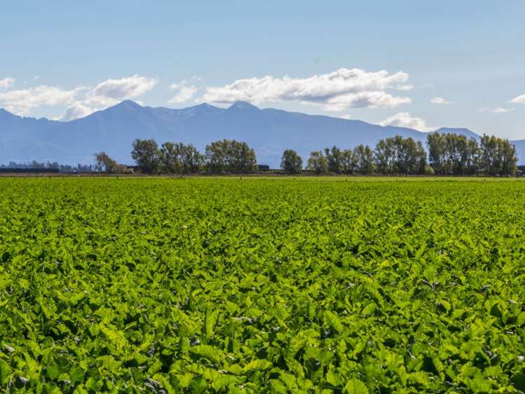 379 Kimberley Road Darfield_5