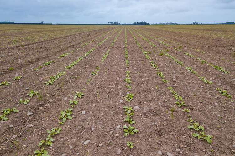 362 Fairfield Road Newland_12