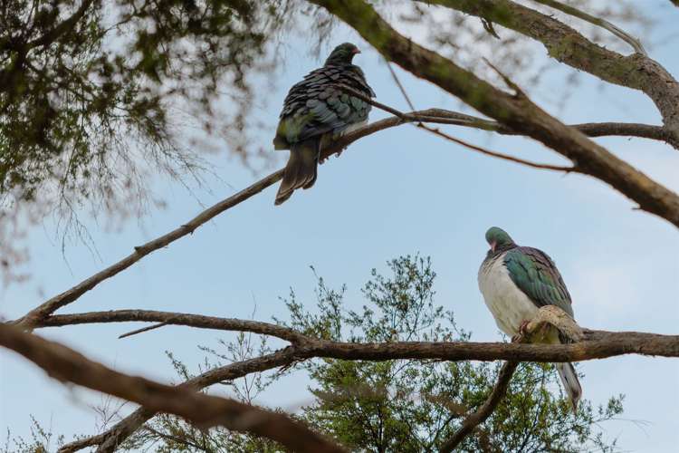 223 Beach Road Akaroa_26