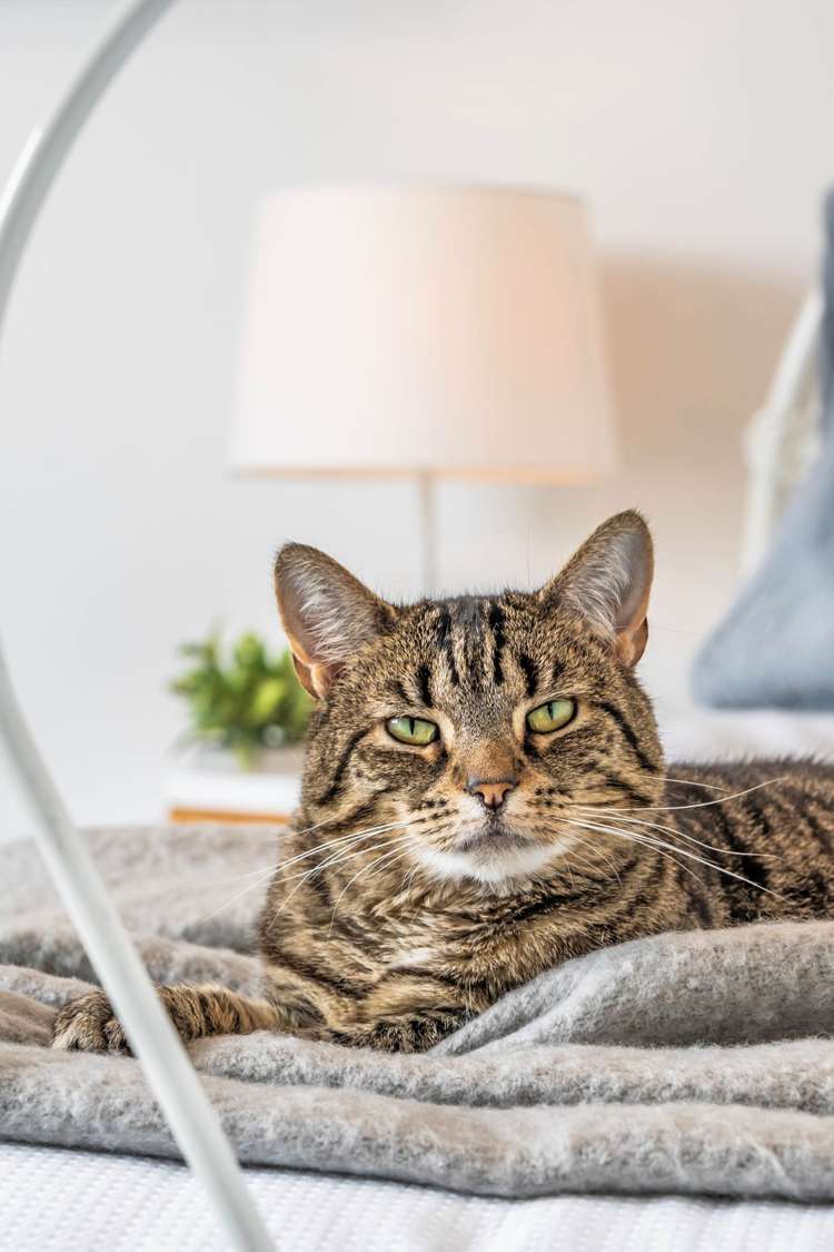 79 Kildare Avenue Glendowie_19