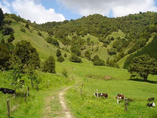 809 Tangihua Road Maungakaramea_4