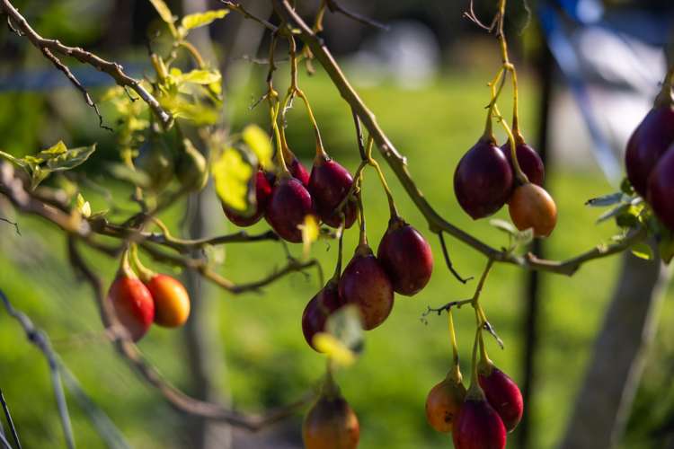 956 Upper Ohauiti Road Ohauiti_8