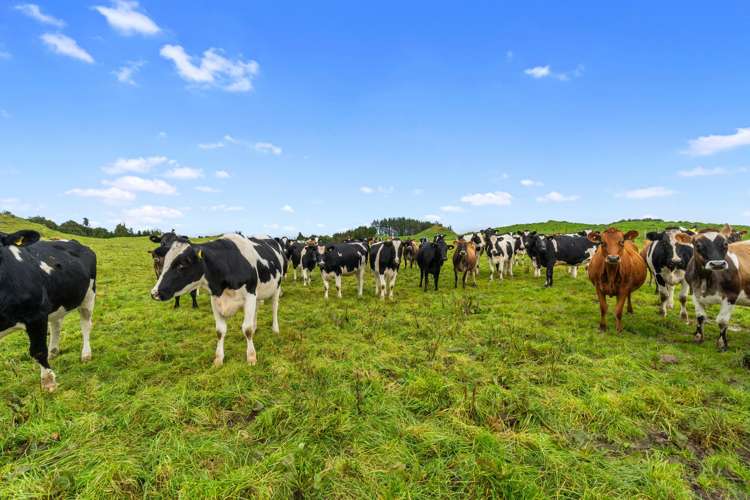 1161 State Highway 5 Hamurana_20