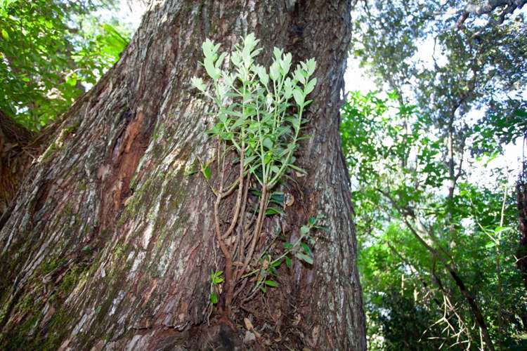 237 Opoutere Road Opoutere_13