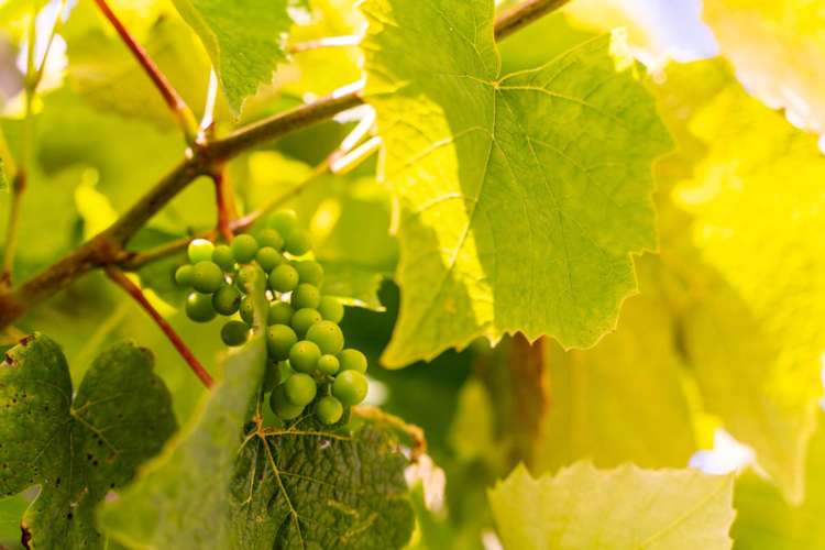 4 Weka Street Ruakaka_19