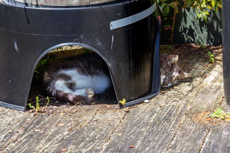 40 Costley Street Carterton_17