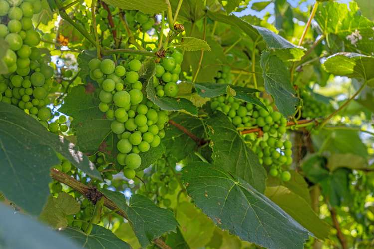 1 Paratu Road Richmond Downs_37