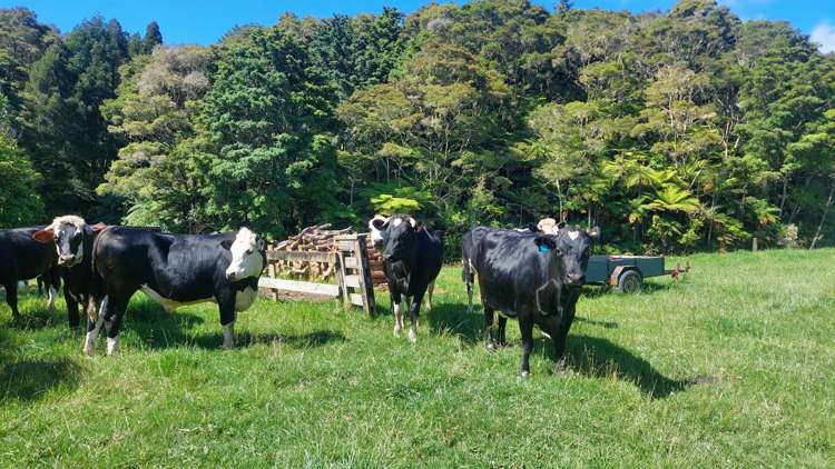 1104 Tapuhi Road Hikurangi Rd2_13