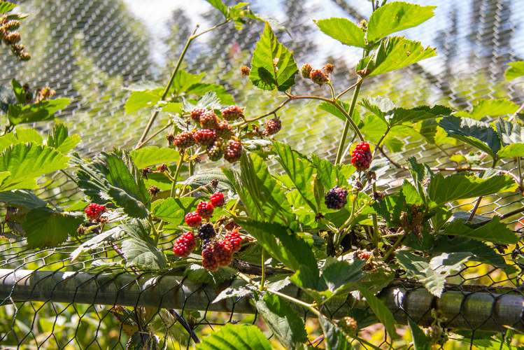 724 Norfolk Road Upper Plain_22