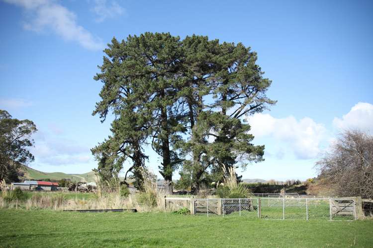 342 Niagara Waikawa Road Catlins Surrounds_12