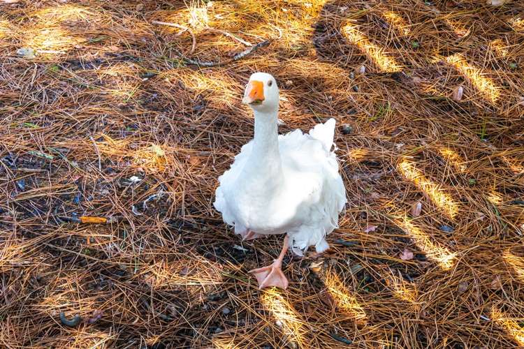 2162 State Highway 16 Helensville_13