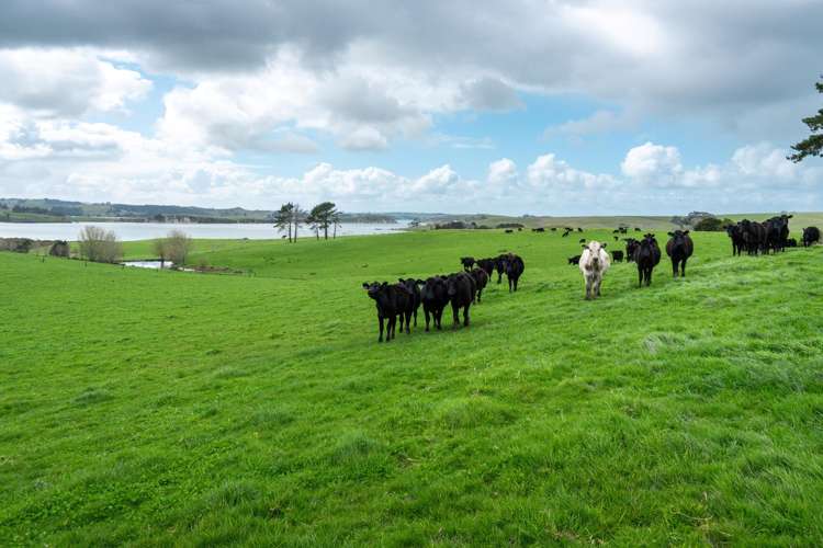 450 Neems Road Matakohe_15