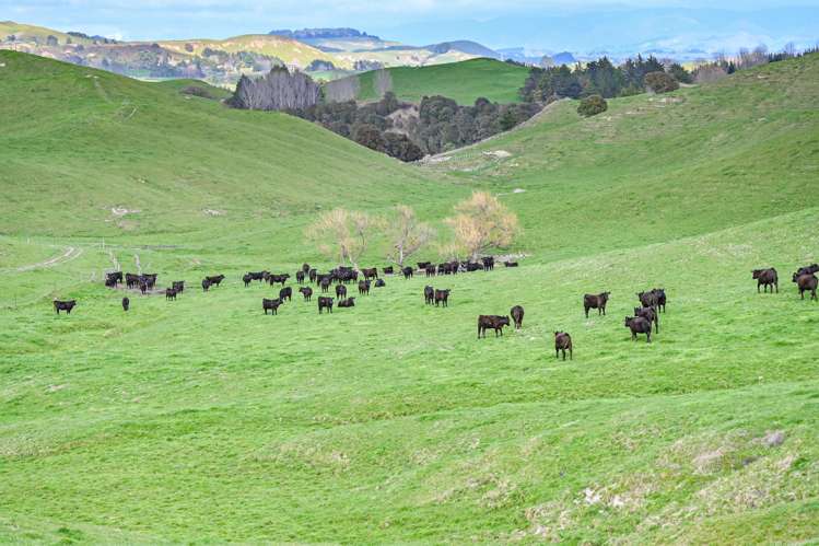 2152 Puketitiri Road Central Hawkes Bay Coastal_29