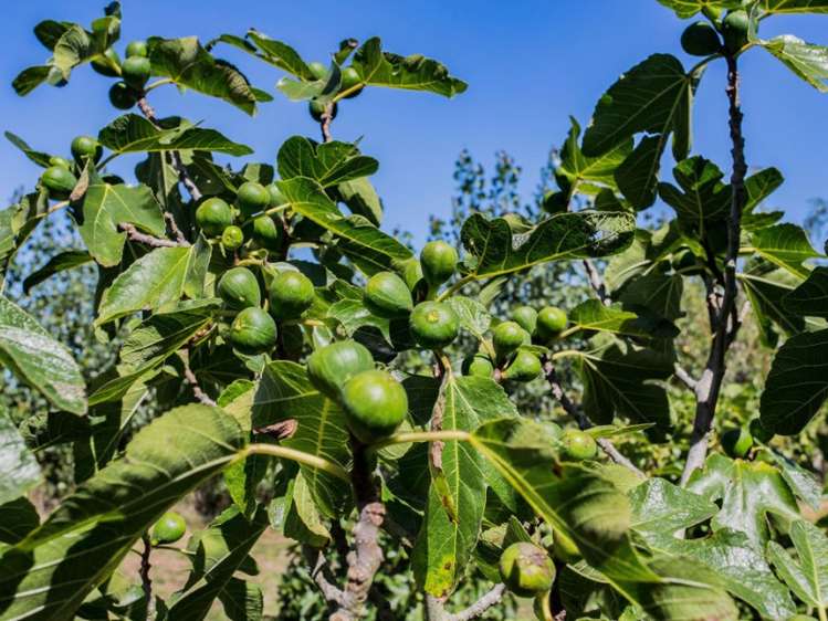 205 Hursley Terrace Road Amberley_25