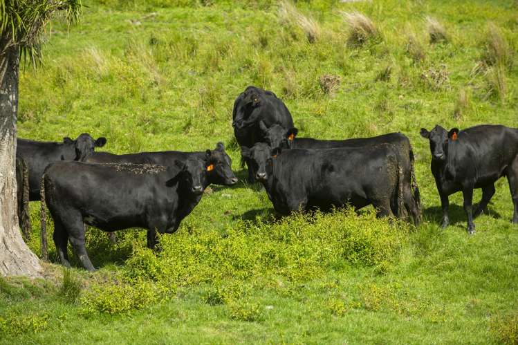 Matawai Station, 772 Oliver Road Matawai_16