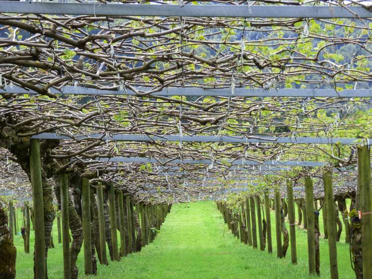 1335a No 3 Road Te Puke_15