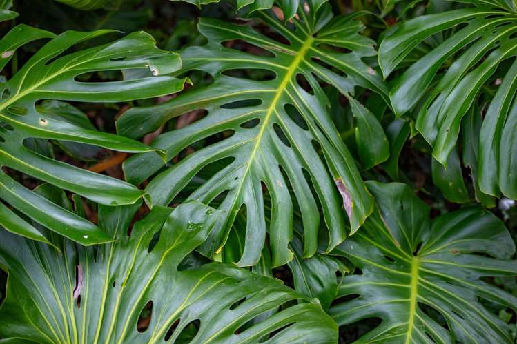 7 Mansel Avenue Hillcrest_34