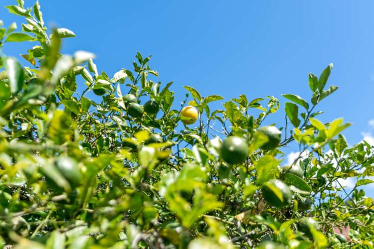 58b Tauranga Bay Beach Road Kaeo_15