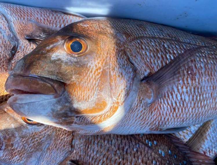 Snapper Express Charters Limited_0