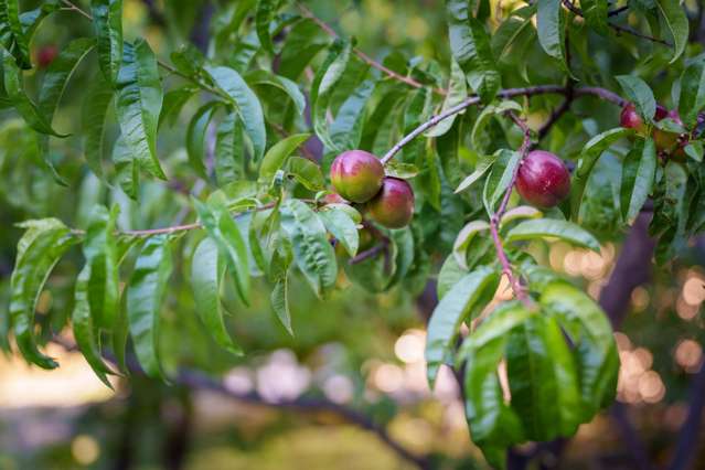 337 Beacon Point Road Wanaka_3