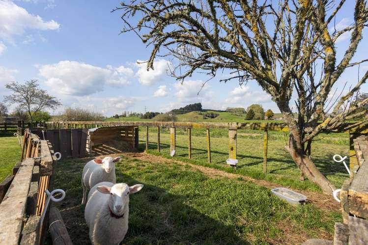 317B Inglefield Street Pirongia_33