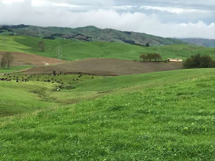 363 Martin Road Waerenga_7