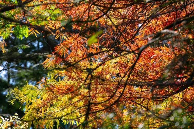 664 State Highway 2 Katikati_16