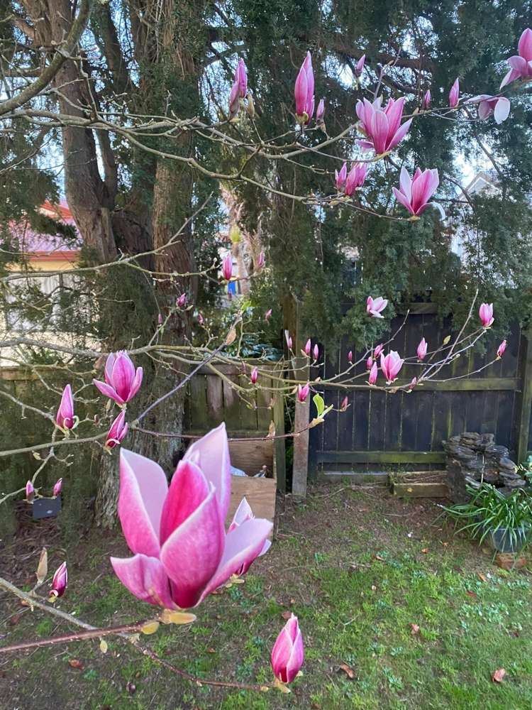 3/103 Titirangi Road New Lynn_12