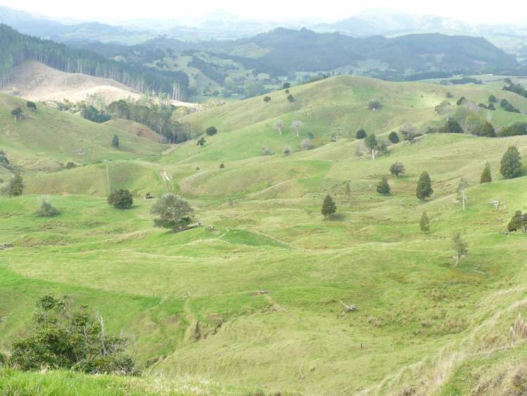 481 Moore Road Pipiwai_20