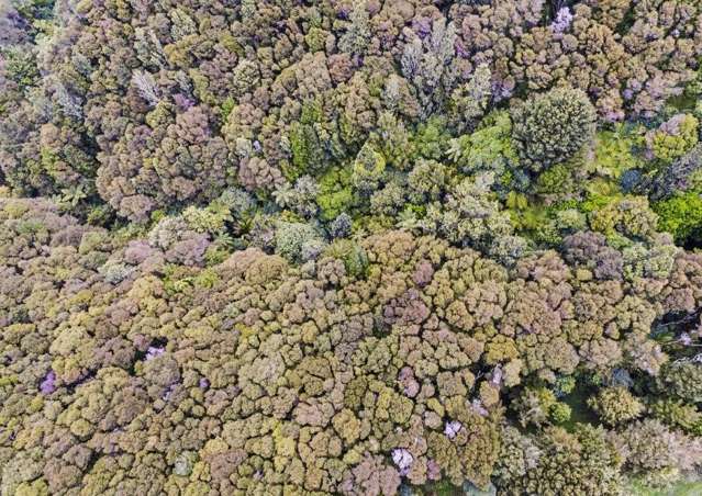 509a Old Maratoto Road Hikutaia_3