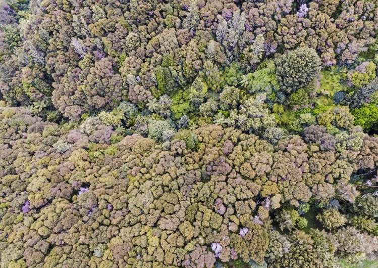 509a Old Maratoto Road Hikutaia_3