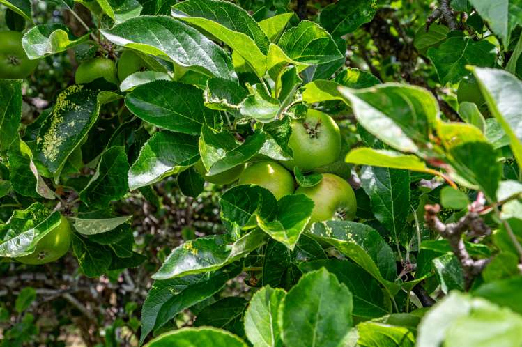 33 Aylmers Valley Road Akaroa_10