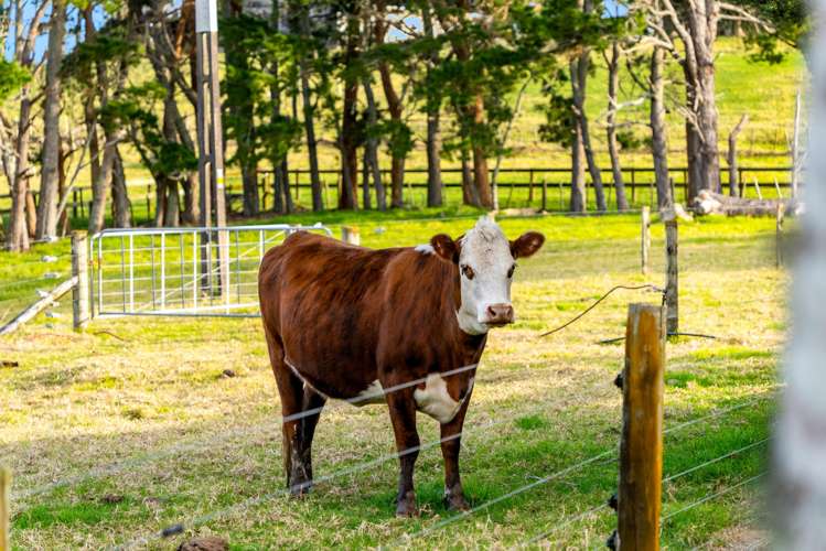 86b Wymer Road Glenbrook_46