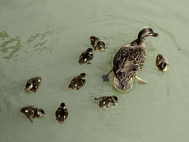 15 Alderton Drive Kerikeri_30