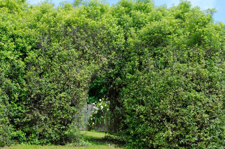 392 Island Stream Road Five Forks and Surrounds_23