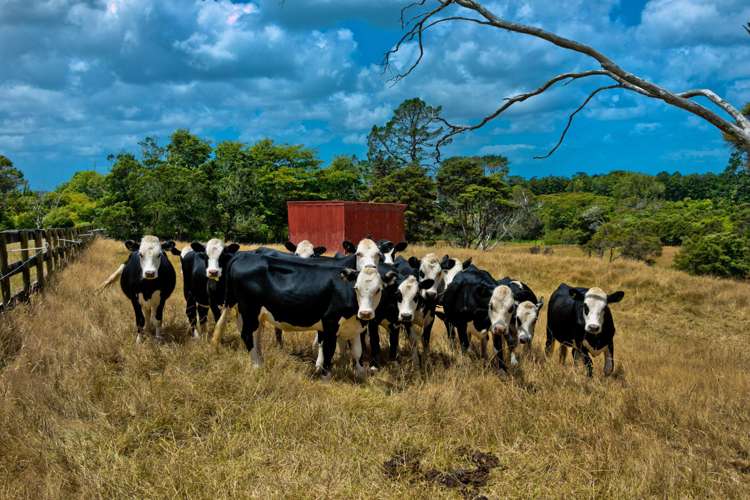 11 Tawa Road Kumeu_10