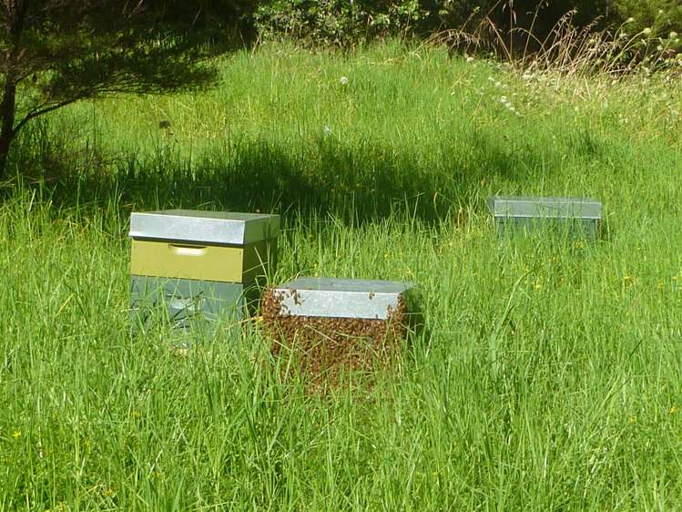 809 Koutu Loop Road Opononi_4