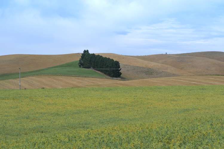 49 Robinson Road Pleasant Point_3