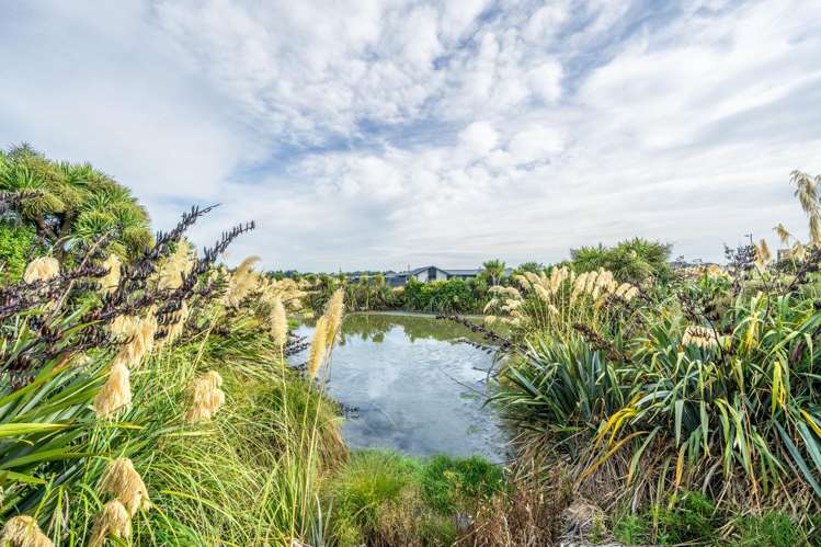 7 Majestic Chance Seaward Bush_23