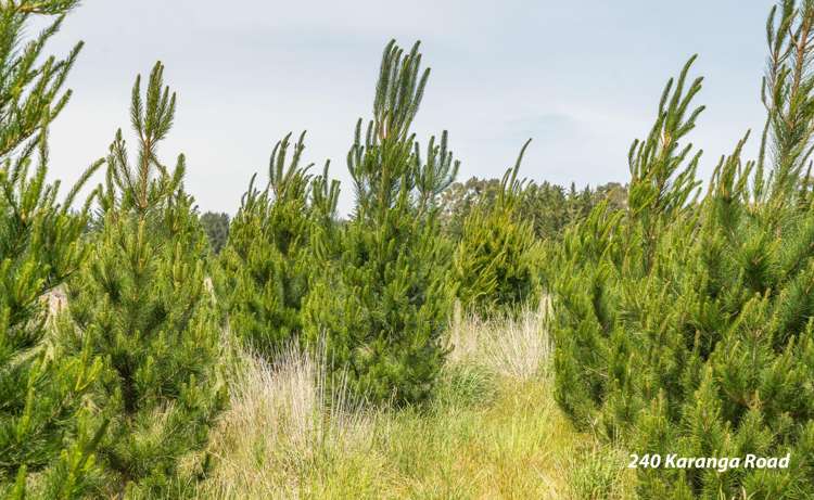 238 - 240 Karanga Road Dunsandel_13