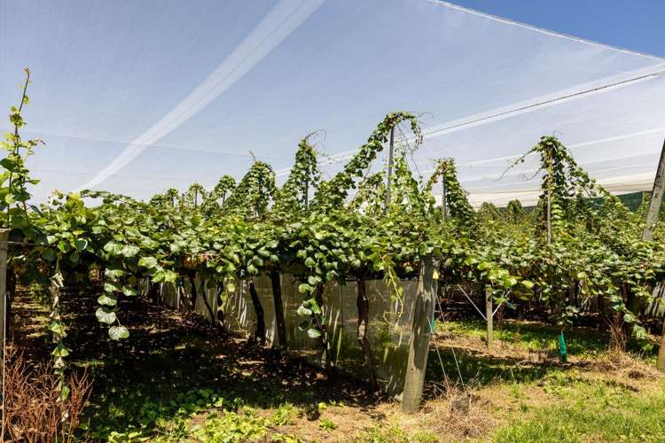 140C Wharawhara Road Tahawai_8